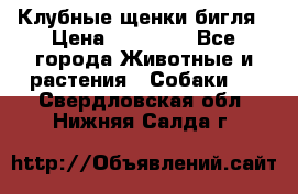 Клубные щенки бигля › Цена ­ 30 000 - Все города Животные и растения » Собаки   . Свердловская обл.,Нижняя Салда г.